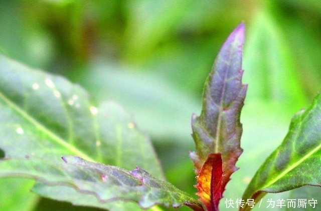 血蕨|這東西被農村人稱為“補血菜”,一年四季都可栽培,農民沒事就吃