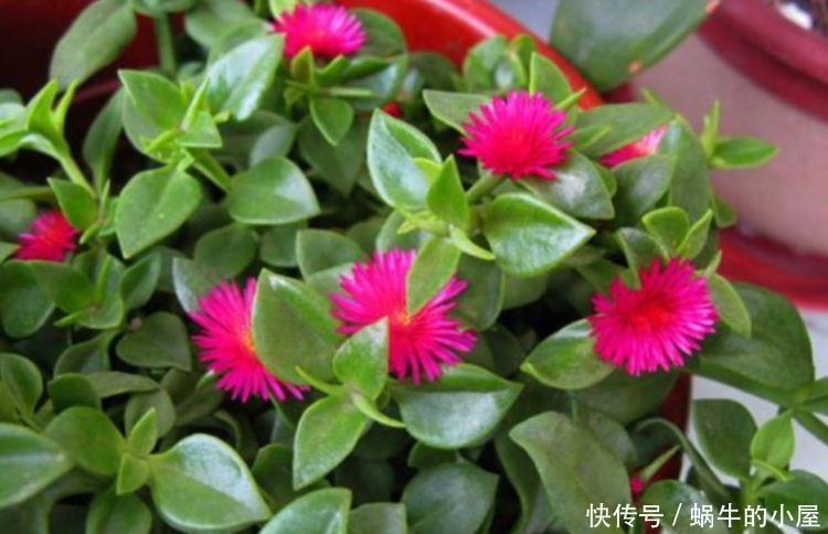 春夏秋冬|4种花超漂亮,个个美出状态,简单养护就能长得旺,花美心情好!