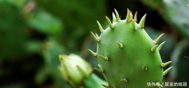 能防辐射|办公桌上放一盆多肉仙人掌,真的可以防辐射吗?