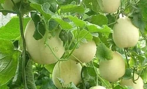 含有|想身体年轻,坚持多吃的食物,促进排便,让面色红润,不显老