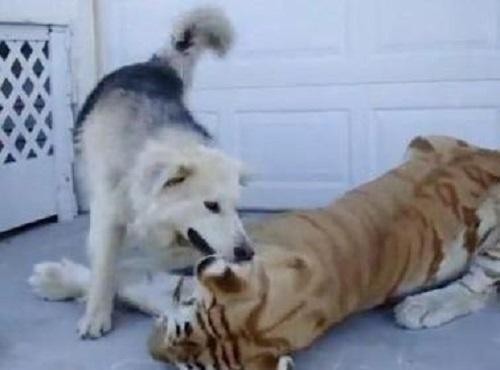 含义|揭秘“虎落平阳”的真正含义,原来还有这么一个典故