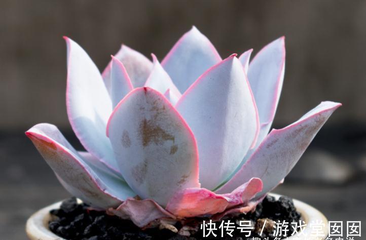 人间清暑殿，天上广寒宫——既仙又飒的广寒宫乃必养的多肉之一