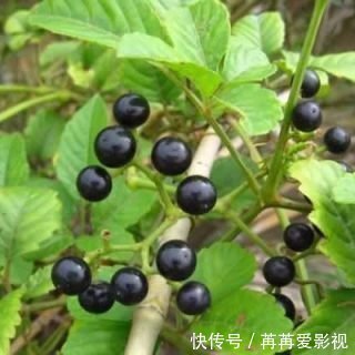 宝贝|农村一种结黑豆豆的爬藤类野草,城里老太太却当作宝贝,为什么?
