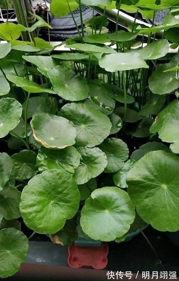 伞竹|4种花“嗜水如命”,一刻也不能断水,缺了就蔫,看看你家有吗!