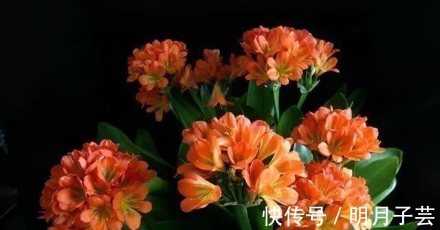 蝴蝶兰|15种耐阴花，室内光照不足，照样花开不断！