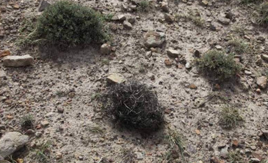 动植物|黑市每公斤最高可达500元!发菜不属于植物,为何人喜欢吃?