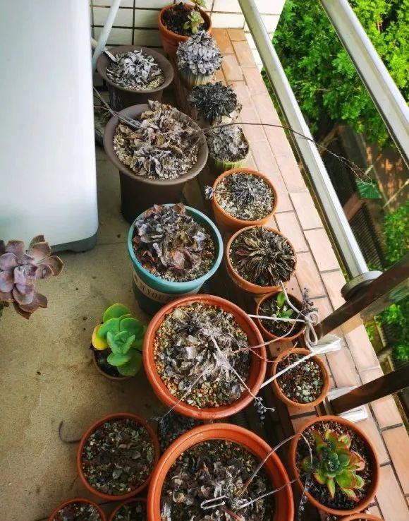 3个月后才回家，家里的花疯了，墙缝、房顶都爬满！