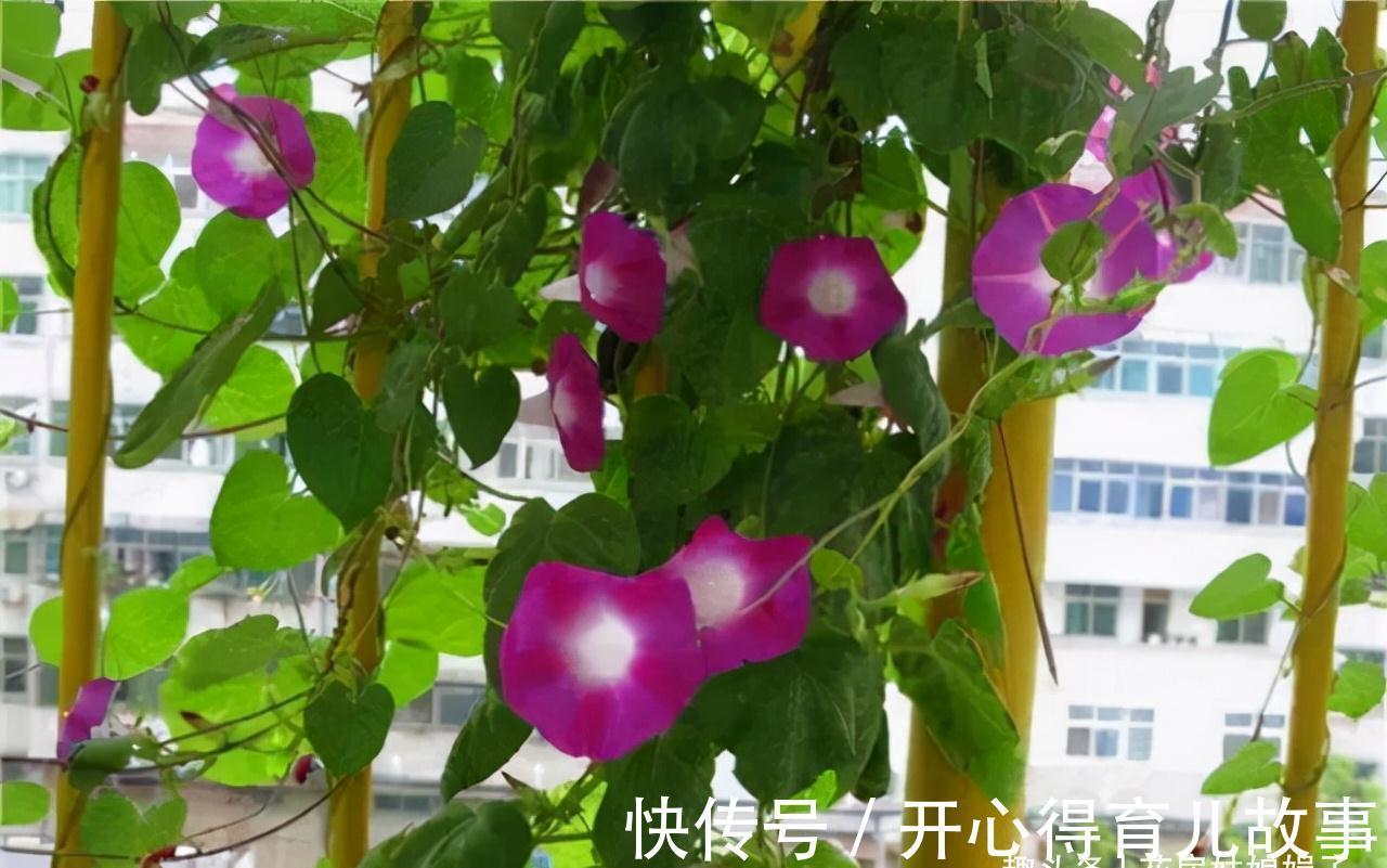 这八种花卉的香味堪比“香水”,阳台上栽一盆,花香就能飘满屋