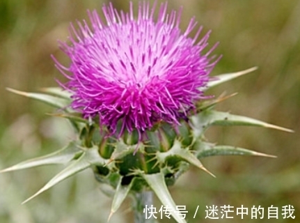 形似刺儿菜,犹如是王子在保护公主,很多人讨厌