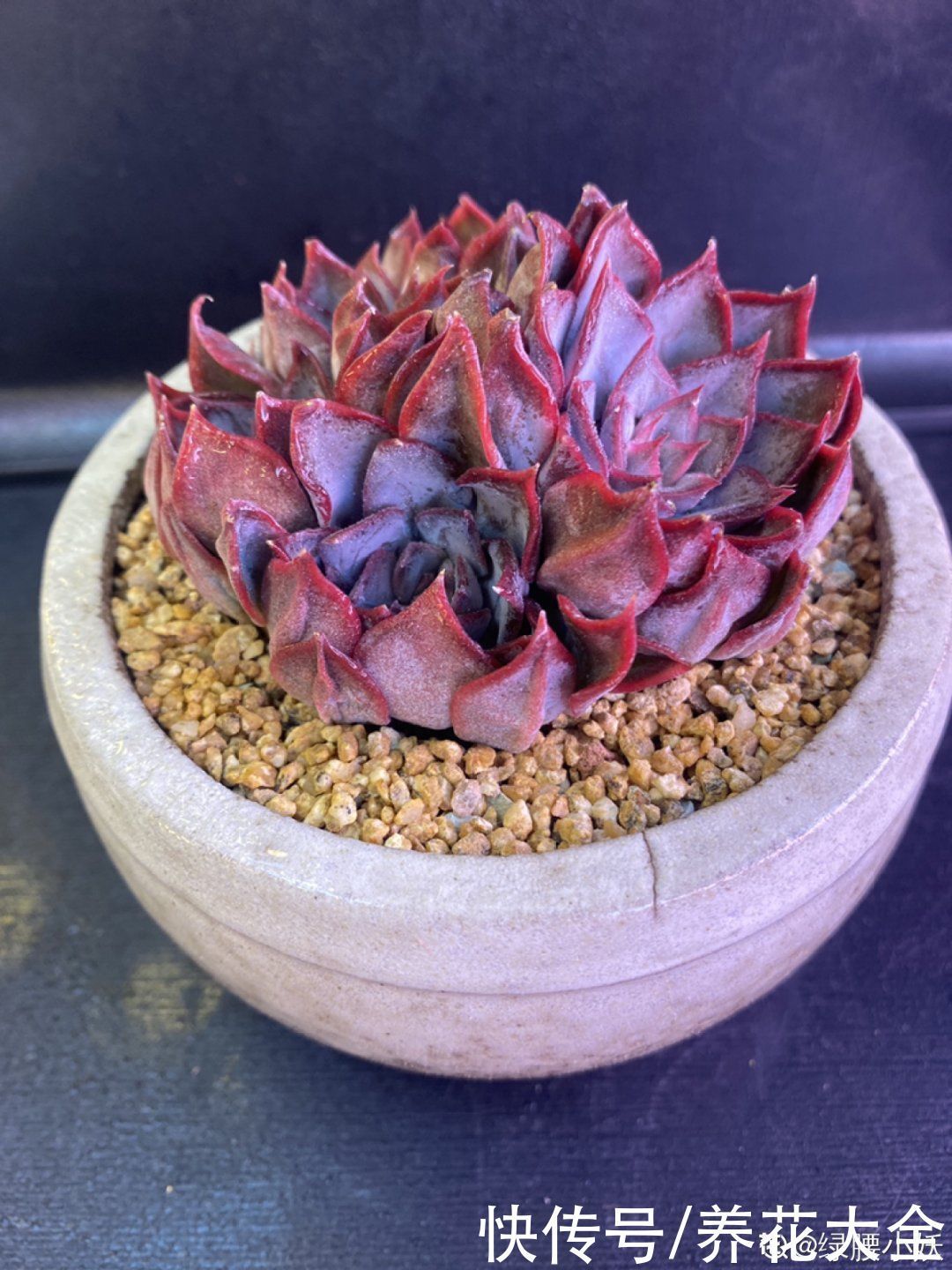 室内养多肉,也能养出水晶果冻色,任谁看到都说好