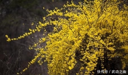 黄花条|这种在早春开放的花朵，不仅能治疗痈疮肿毒，还有通经止痛的作用