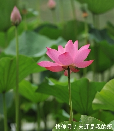 财运|到了年底，4属相吉星关照，财运亨通，福运绵延，日子更精彩