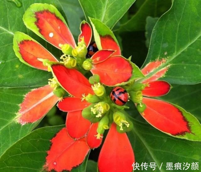 春天买花8种“疾病花”别买回家,客厅卧室“不能养”,别忽视!