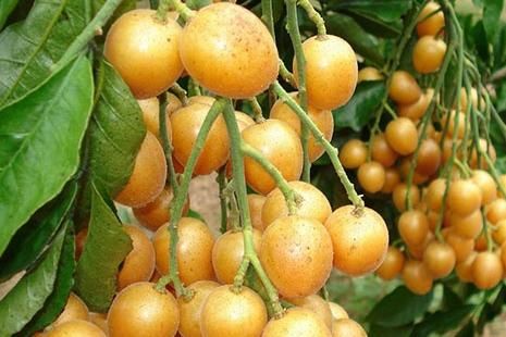 春天多食此水果，每天幾個，調理腸胃，潤肺止咳，好處多多！