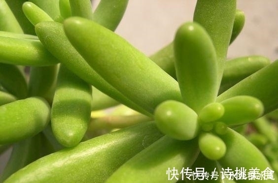 果冻|那些自带果冻色的多肉,它们可从来不让你失望!