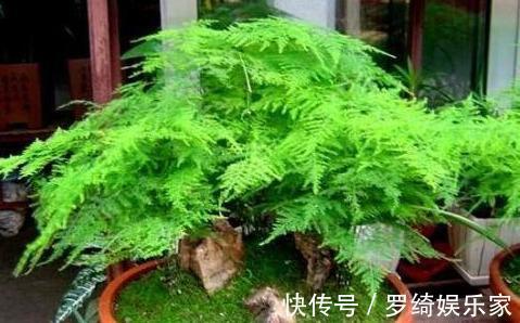 文竹|养盆文竹“困难户”,不发新芽不长个,改4个“毛病”一步窜新芽