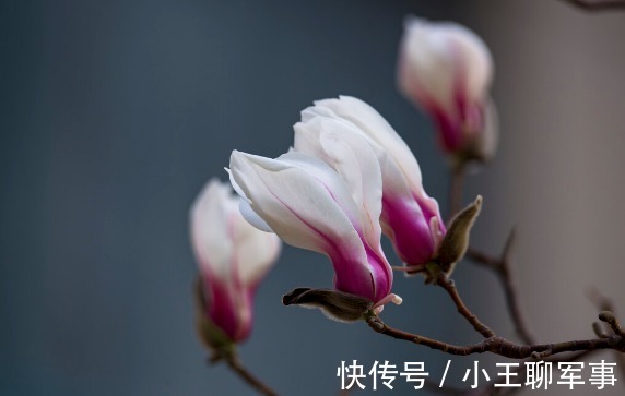 庭院无树,无福无禄?有院子就种15种树,随便选一种,吉祥又好看