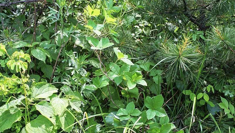 它叫“參”卻不是人參，長(zhǎng)在路邊過去常忽視，目前3元一兩