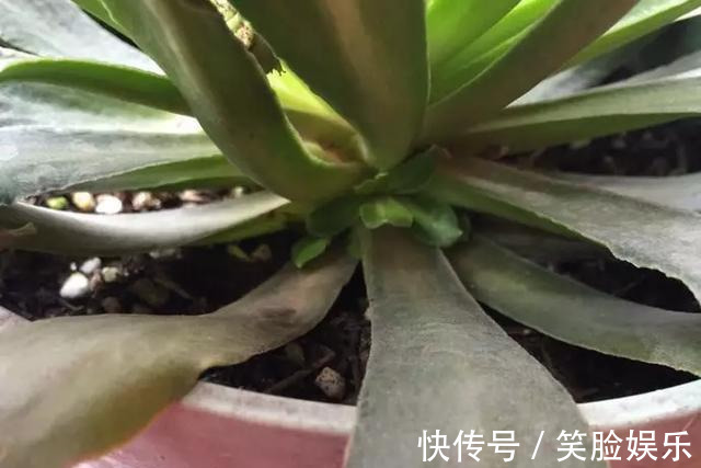 长寿花|这花像长寿花一样好养,全年不间断的开花,太美了