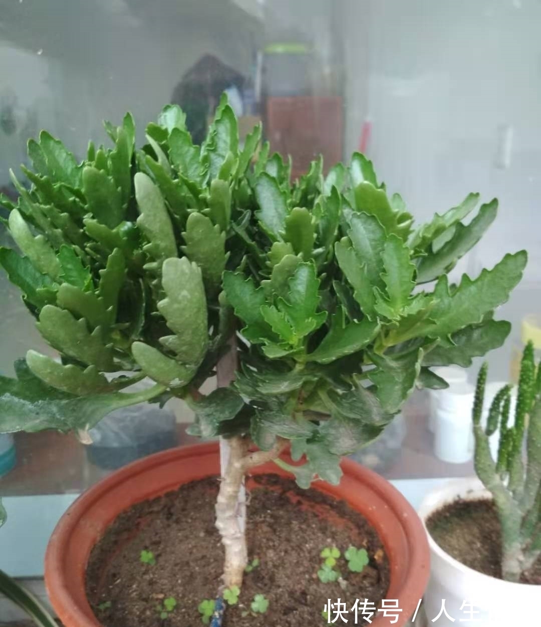 施肥|为什么你的长寿花养不活?看我是如何将长寿花养的粗又壮的!