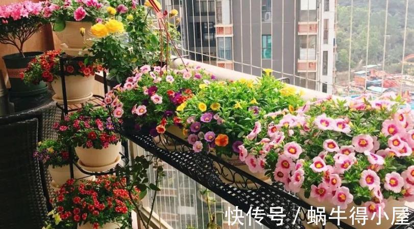 花卉|入秋后养花,这4个层面没有顾及到,生长旺期的植物一样会黄叶