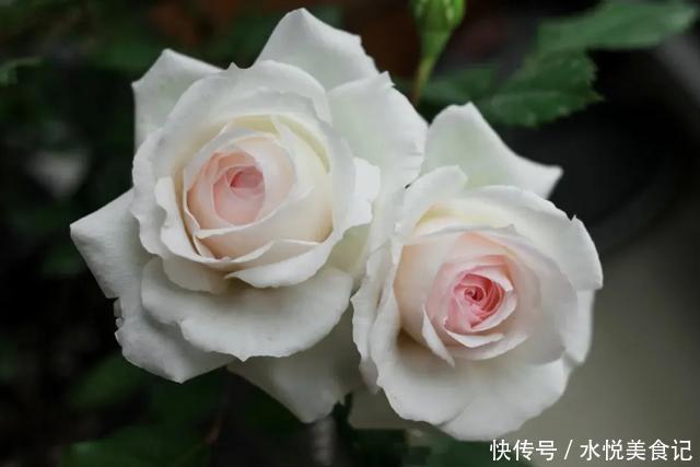 22种最漂亮的月季,一次能开300天,满屋飘香开花多