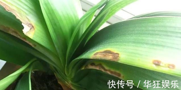 君子兰叶片长斑点这是在“求救”,这样处理,快速恢复生机