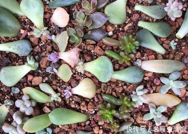 盆死|多肉养1盆死1盆?记住这4条规则就能一个劲地长,又肥又漂亮