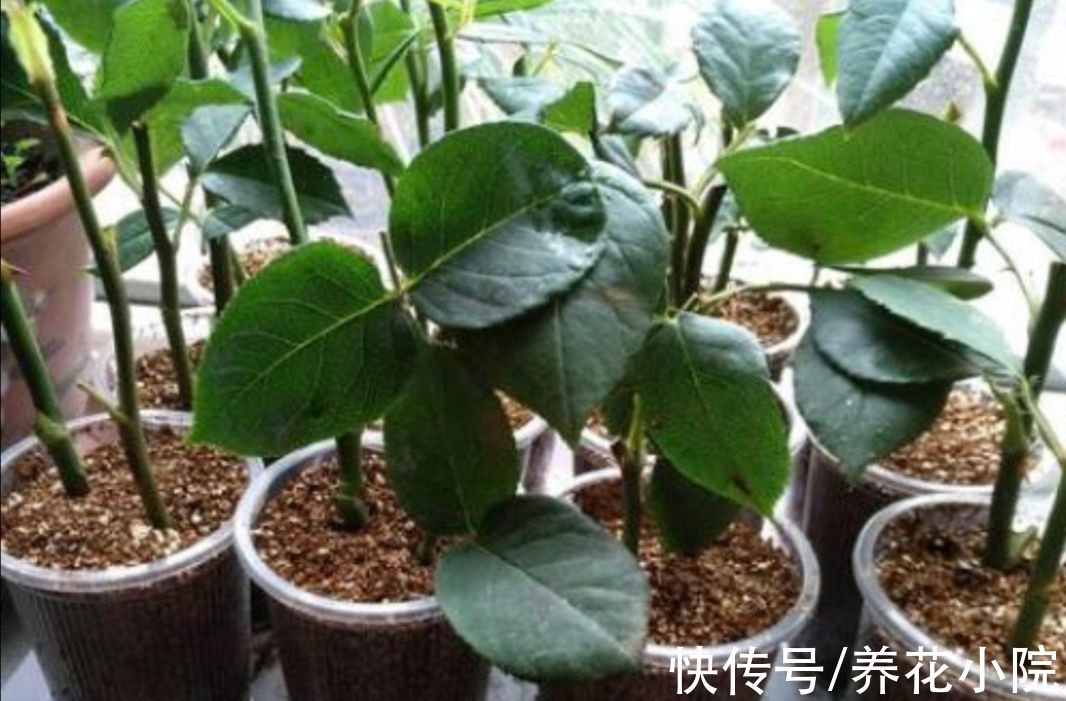 成活率|扦插花卉，总是不生根，大多是3个方面没做好
