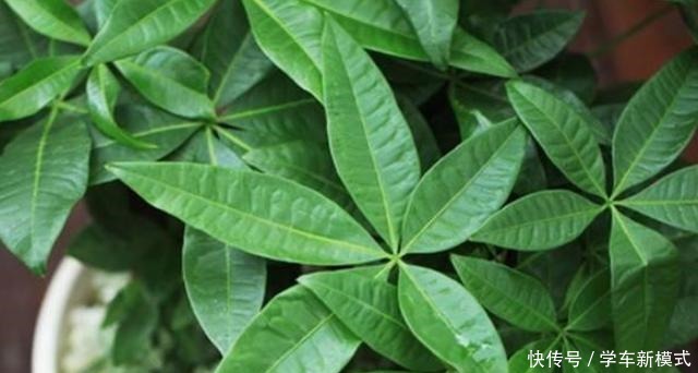 冬季养盆发财树如何避免伤亡从5个方面入手,不黄叶不烂根!