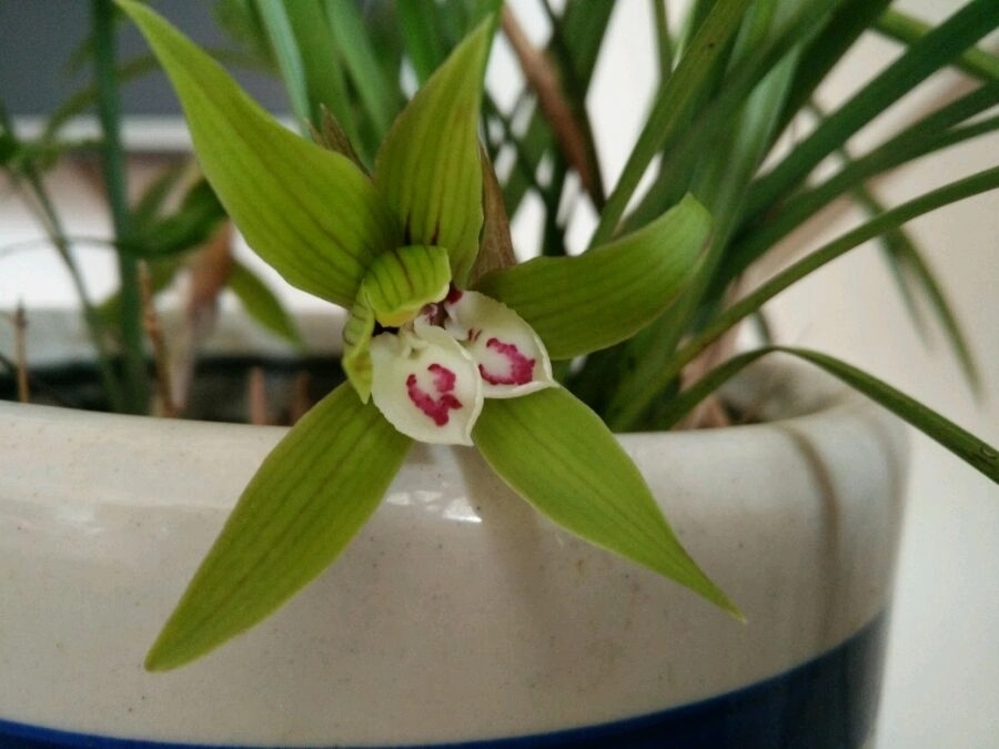 浇水|苔藓养兰花的2个妙用,保湿透气又促根,很快冒出水晶头