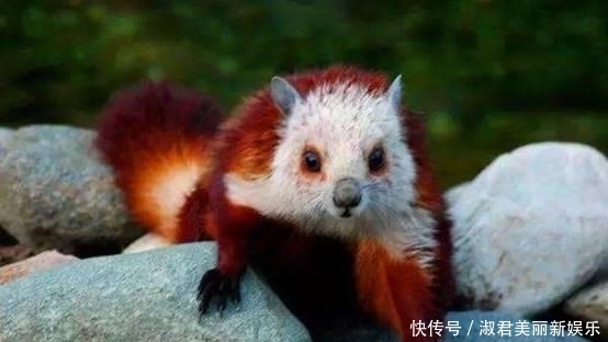 禁止|国内最珍贵的“粪便”:一种比黄金还贵!另一种被禁止买卖!