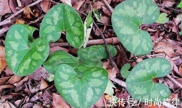 黄樟醚|这野草，俗称“杜葵”，屋后常见，每斤60却被当野草除掉，可惜了