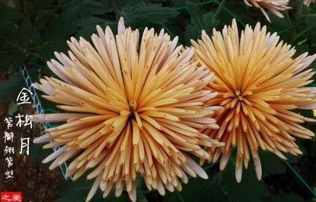 珍品|喜欢菊花,不如养盆“珍品名菊”金松月,爆成花海,越看越美