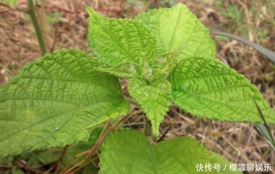 农村致富的“软黄金”,过去却被当做杂草,却不知有营养价值