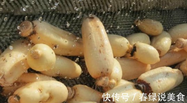 莲藕有“红花白花”之分，口感做法区别大，买错不好吃，涨知识了