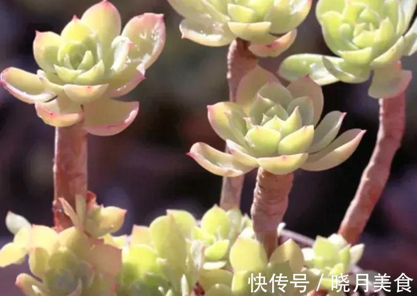 植株|多肉柠檬玫瑰太好养了吧,4个小技巧养出手捧花,颜值超级漂亮