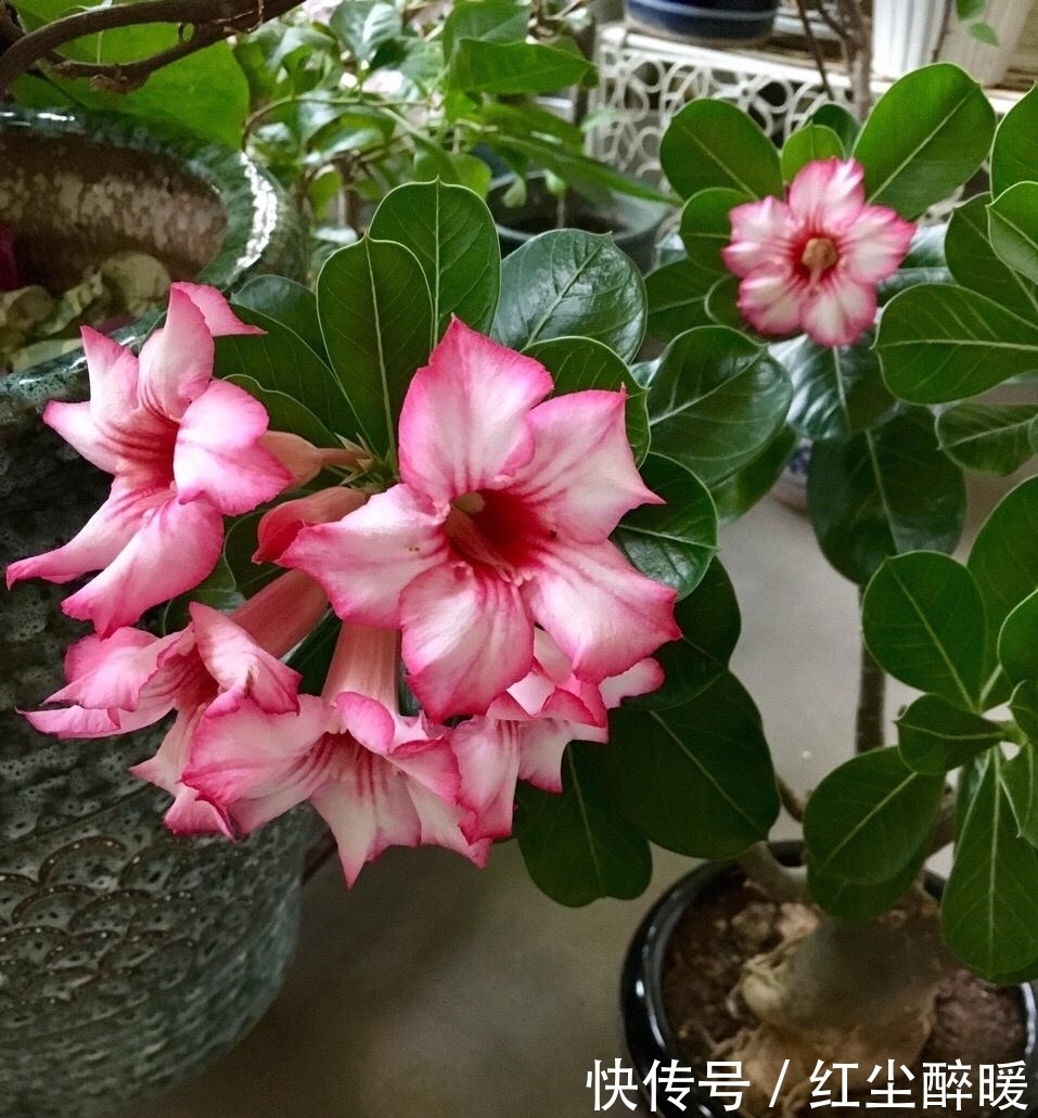 沙漠玫瑰|这4种美丽的盆栽花色鲜艳,花形多姿,很少有人知道