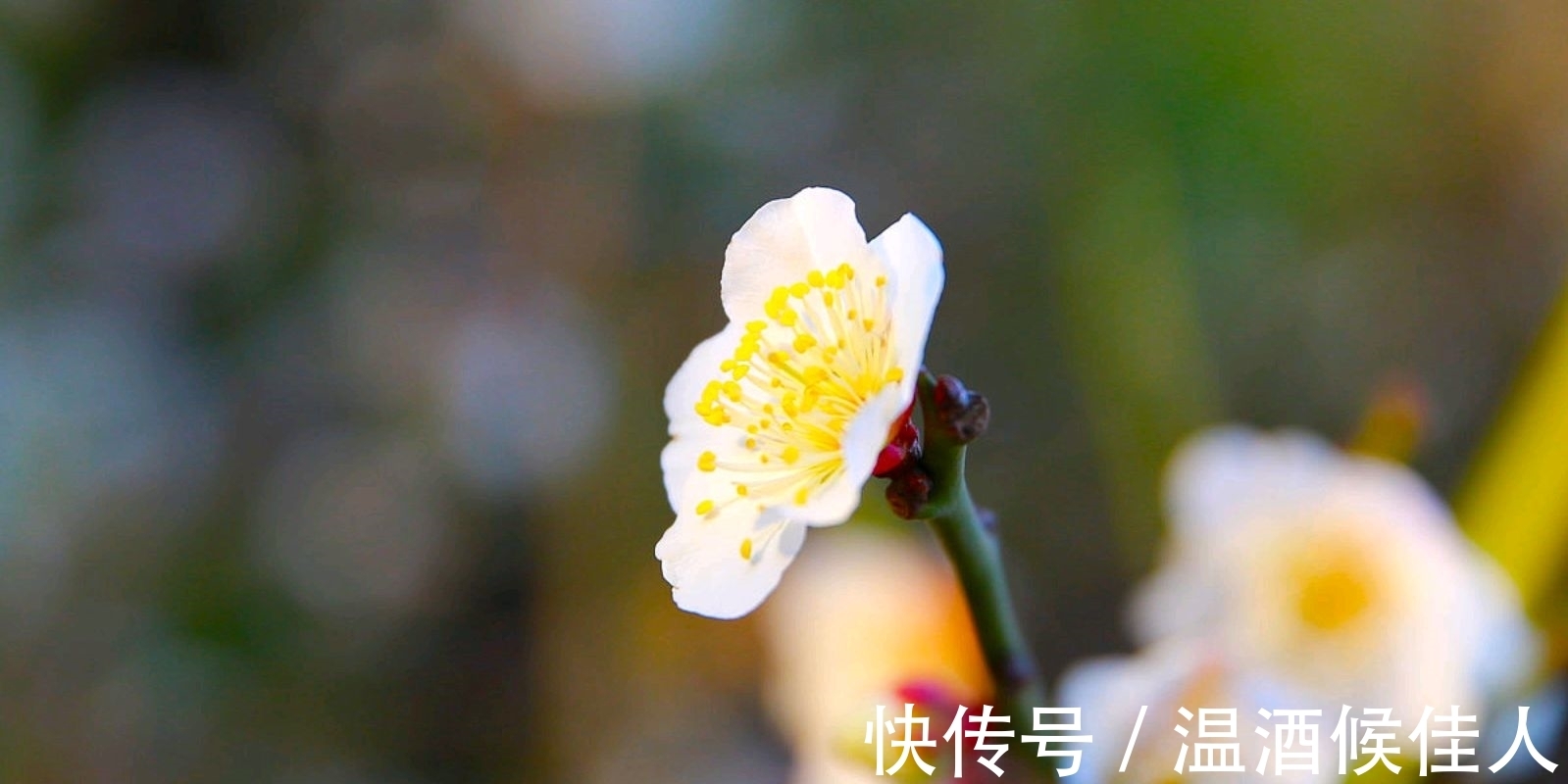 关山#苏轼出狱后作《梅花诗》不久蜕变成东坡居士,写法不落俗套