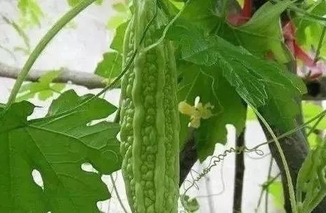 糖尿病人|糖尿病人吃苦瓜降血糖，但要切记1小时内别吃它，否则可能会中毒