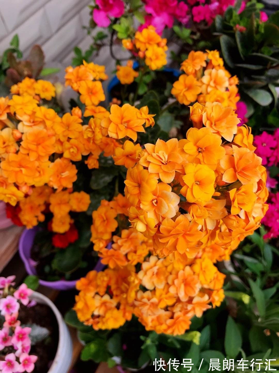 一年四季都开花的植物,养一盆性价比特高,还好养