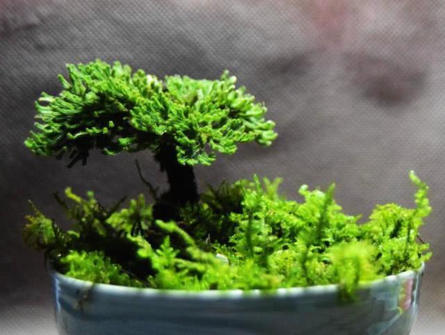 悬崖上一种“还魂草”,挖回家养盆里,2年长成盆景,很值钱