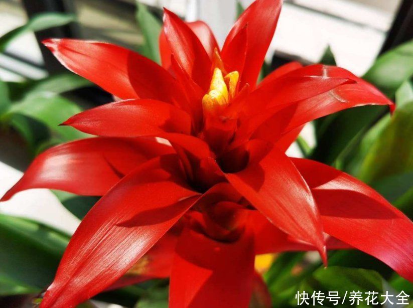 复花性|这3种花开完花就扔掉，第二年开花几率很小，别浪费时间