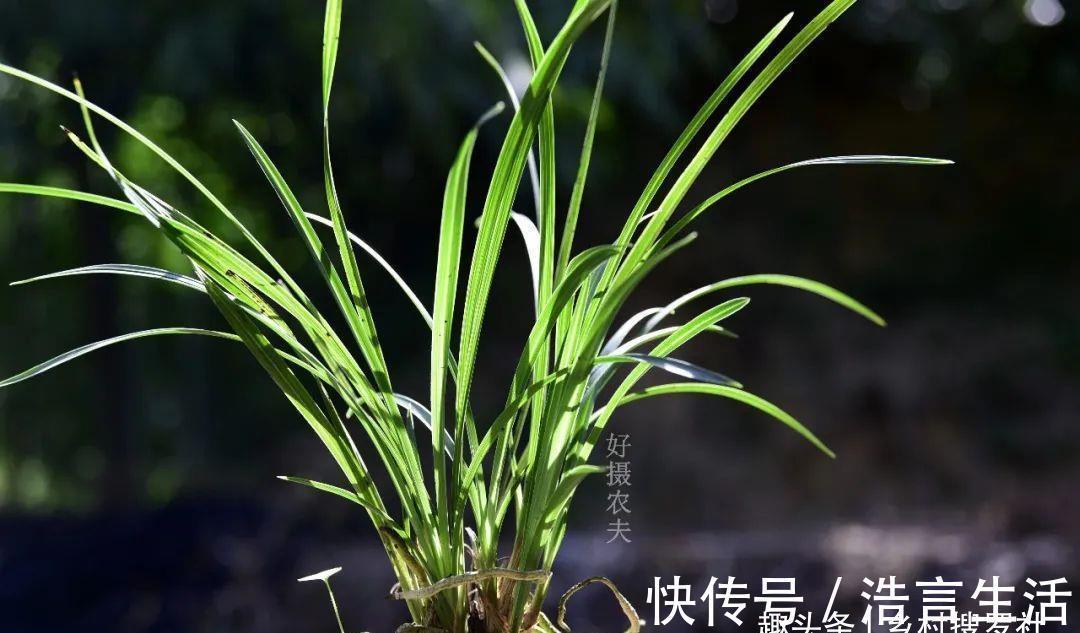 芒种|三分种、七分养,芒种时节的兰花,如何养出浓绿的叶子?