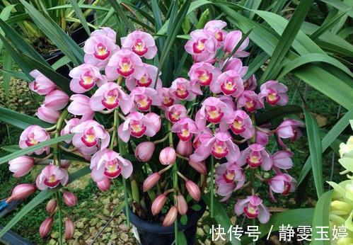 居家养花,推荐你养这3种,摆一盆大气上档次,值得拥有