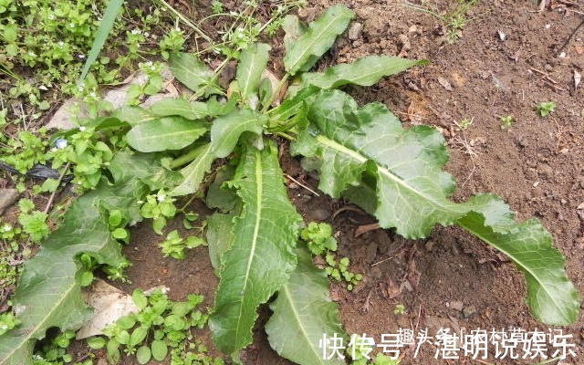 遇见|人称“金不换”，农村遇见，请别拔掉，因为“根部”价值极高