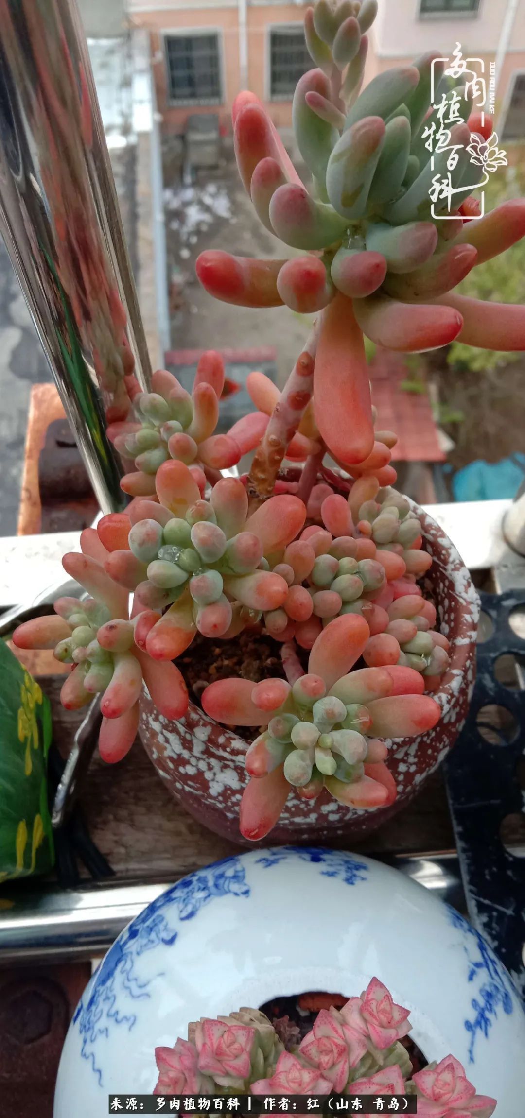 多肉度个夏,回到解放前!曾经有多美,现在就有多丑!