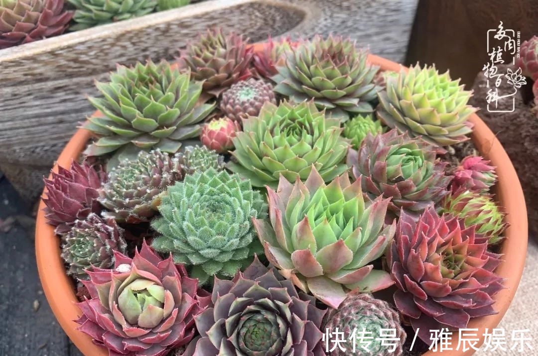 框子|这多肉拼盘这么仙!如何制作达人手把手教你制作长生草拼盘!