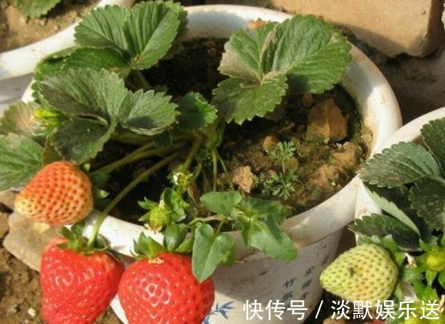 盆栽养花,不如养“草莓”,盆边挂满几十个,好吃的流口水!