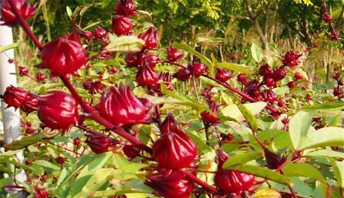 食物|想长寿先排毒，建议吃三种食物，补益气血